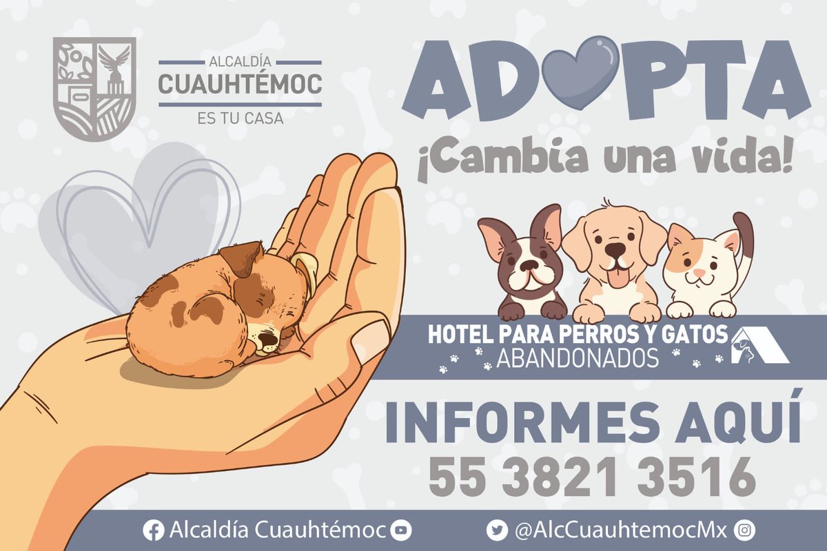 Cambia una vida, permite que uno de estos preluditos te haga feliz! 
Adopta un cachorro 🫶🏼
#SandraCuevasAlcaldesa 
#HPPG