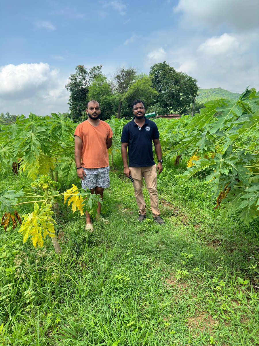 दिनांक 16.07.2023 को गढ़वा के एक प्रगतिशील युवा कृषक के बुलाने पर उनके पपीता की खेती को देखने का मौका मिला। अंकित कुमार चंद्रवंशी जी के द्वारा लगभग 2000 पपीते की पौधे की खेती 2 एकड़ में ड्रिप इरिगेशन के साथ की गई है और इन्होंने विभाग से कोई भी मदद नही ली थी।(...1/3)
