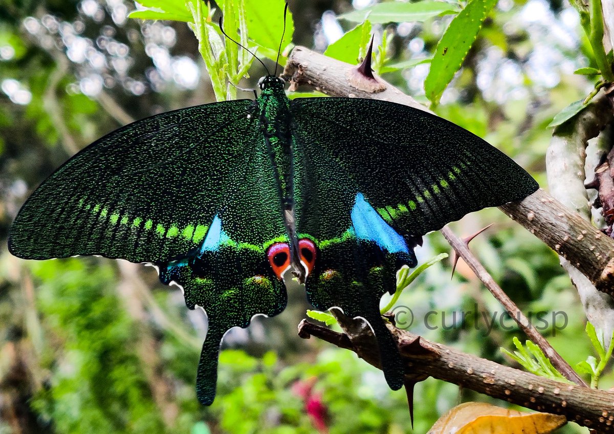 #MondayMotivation #Mondaymorning #nature #NaturePhotography #naturelover #beautiful Papilio paris, the Paris peacock ..one of the most beautiful butterflies I have ever come across 🦋💚 #photooftheday #picoftheday #natgeoindia #BBCWildlifePOTD #sikkim #photography