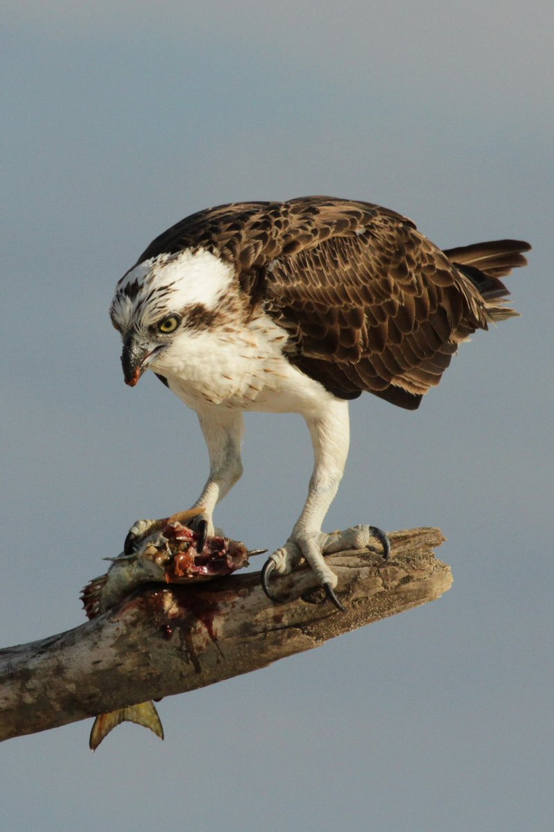 Faunatech (@faunatechau) on Twitter photo ANNOUNCING 3RD PLACE
In the general wildlife photography category of our photo competition!
Desley Whisson submitted this amazing photo of a hungry osprey snacking on a fish up in Caloundra, Queensland.
You can follow Desley at <a href="/DesleyWhisson/">Desley Whisson</a> ANNOUNCING 3RD PLACE
In the general wildlife photography category of our photo competition!
Desley Whisson submitted this amazing photo of a hungry osprey snacking on a fish up in Caloundra, Queensland.
You can follow Desley at <a href="/DesleyWhisson/">Desley Whisson</a>