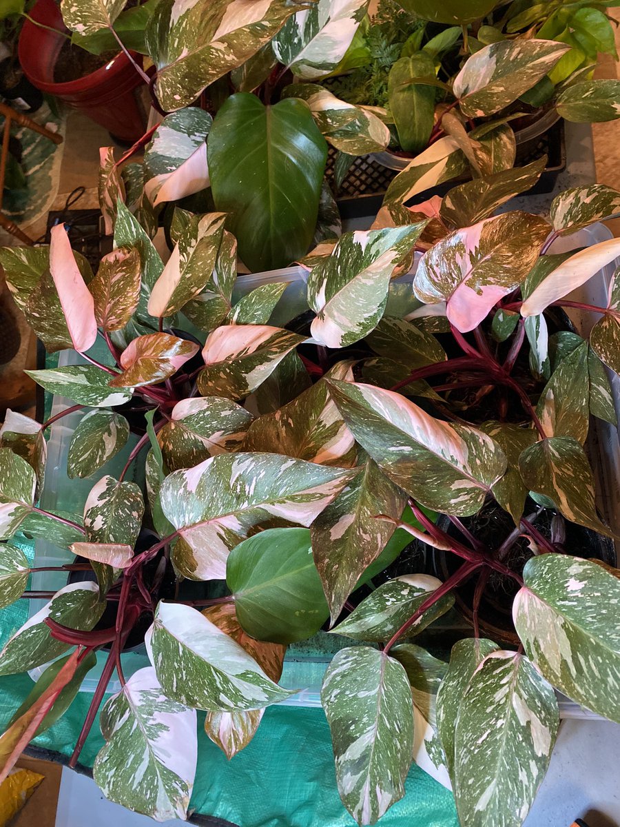 MrsJustJessie's tweet photo. Pink Princess Philodendron Galaxy Marble 😍🌌🩷🌿✨ https://t.co/MT2qRoVZW5
