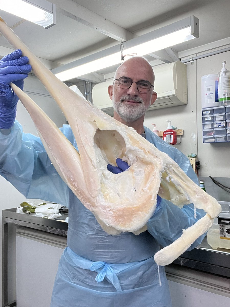 simondema's tweet image. Next level Marlin skull mount. This head came with the dorsal and pectoral fins. From Western Australia #elasmomorph #marlin