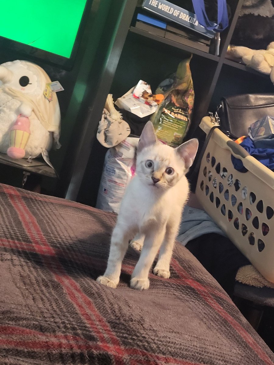 FluidPhantom tweet media