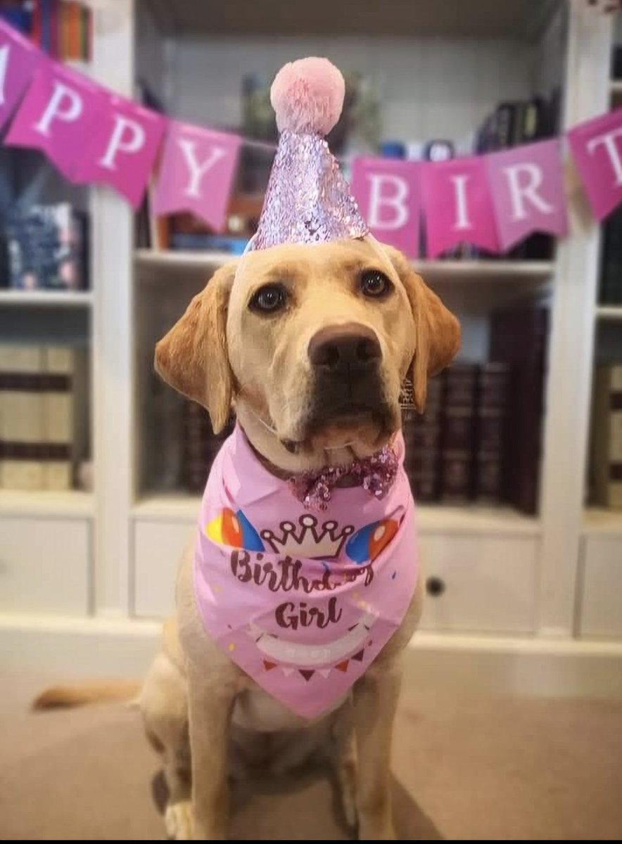 Happy 2nd Birthday, dear Bera!

Today, we celebrate two years of sweet cuddles, boundless affection, and endless playfulness! You have filled our lives with so much joy and love, and we couldn't be more grateful to have you as a part of our family. Oh how time flies.

We were