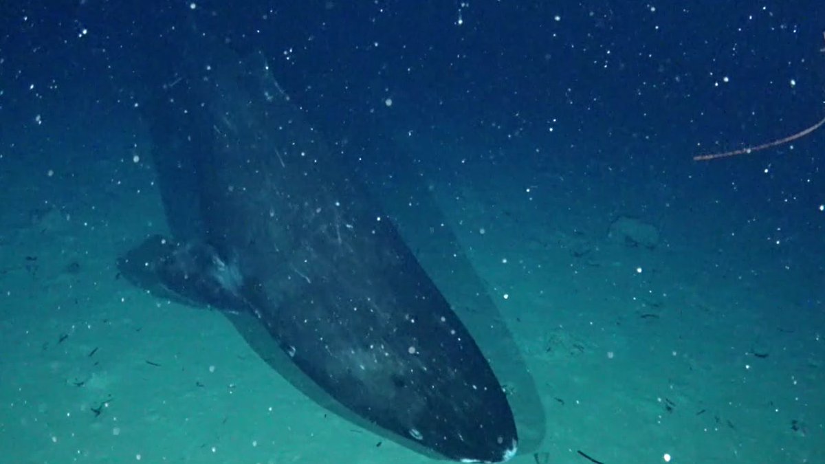 PICRCPalau's tweet photo. #PICRC and @InsideNatGeo researchers recorded a Pacific sleeper shark in Palau’s waters for the first time, thanks to a deep-sea camera system provided by Nat Geo Society's Exploration Technology Lab. The shark was observed at 1288m depth!
https://t.co/GQmqZX7WoL
#PNMS #Palau https://t.co/hpDbJ5Mh7S