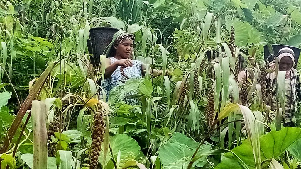 FOCUS supported Foxtail Millet Crop Harvesting in Mon.

#FOCUSNagaland #milletfarmers #milletsnagaland #internationalyearofmillets2023 #empoweringruralpeople #sustainableagriculture #climateresilientagriculture #Nagaland