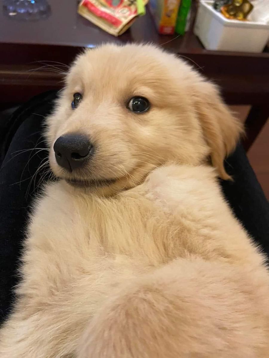 Awwww So cute puppy