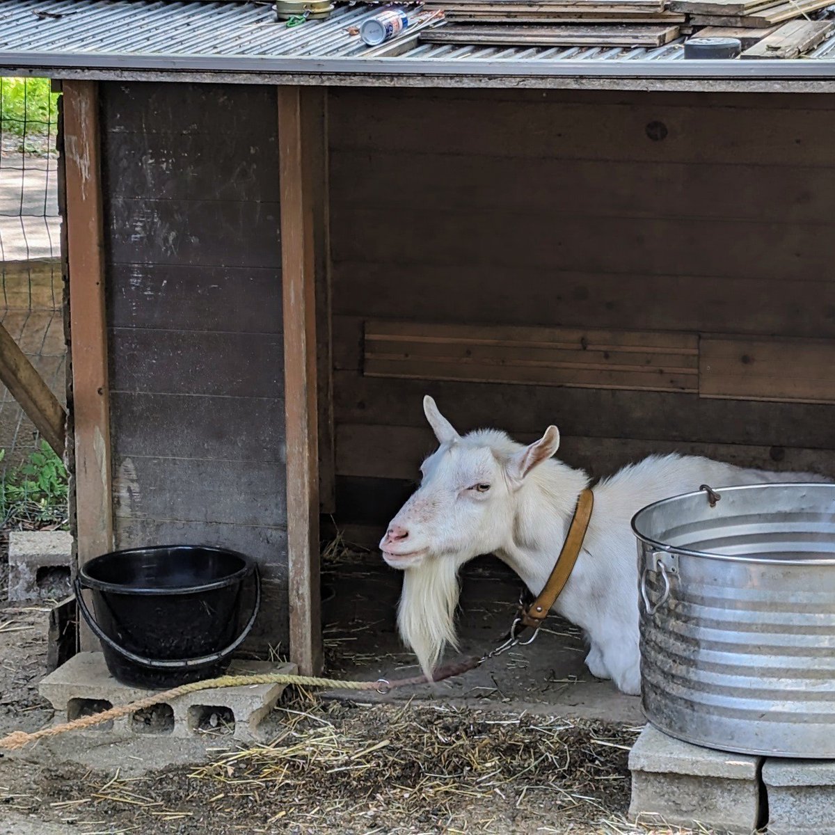 tami_frd's tweet image. 今日も暑いですね、ヘルマ師匠。
#ときたまひみつきち
#COMORIVER #コモリバ