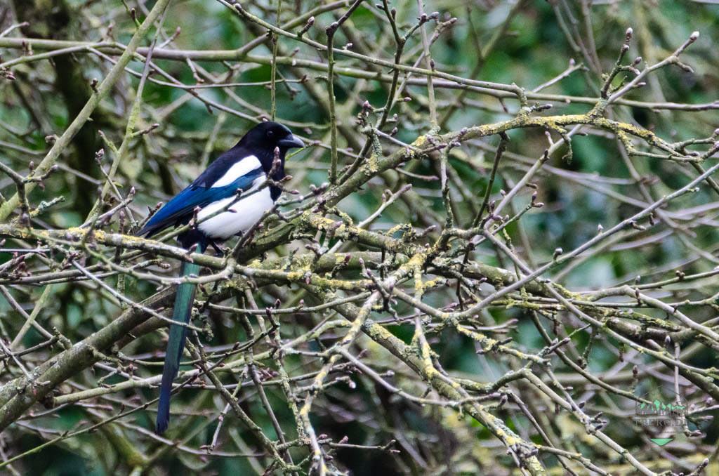 Wer kennt nicht den taubengrossen schwarz-weissen Vogel mit seinem charakteristischem Schäkern. Vielfach werden Elstern als Nesträuber und Singvögelvernichter angesehen - ist es aber wirklich so? #Garten #Naturschutz #Stadtnatur #WildesBremen

tberg.de/die-schuld-hat…
