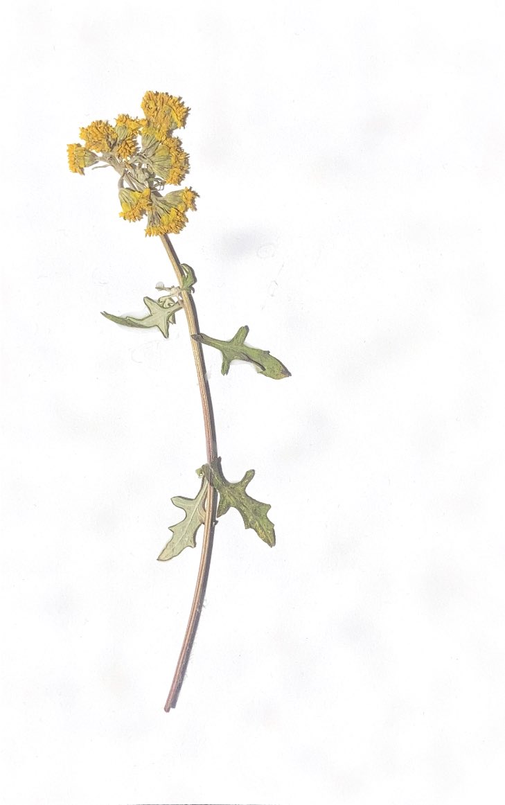 ryanionbeam's tweet photo. Pressed some flowers :0 https://t.co/0w6olJ0sye