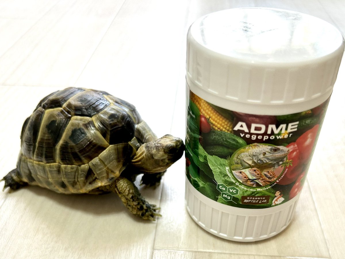 tefuhime's tweet image. ゆきおさん(@reptile_lab )のADMEベジパワー買えました👏
早速今日のご飯に振りかけたら、いつもはカルシウム等のパウダー嫌がるすずちゃんが、すごい食いつきでびっくり！
これで更に健康に育ってほしいなぁ🙏✨
写真撮ってたらパッケージのトマト食べようとしてました🤣
