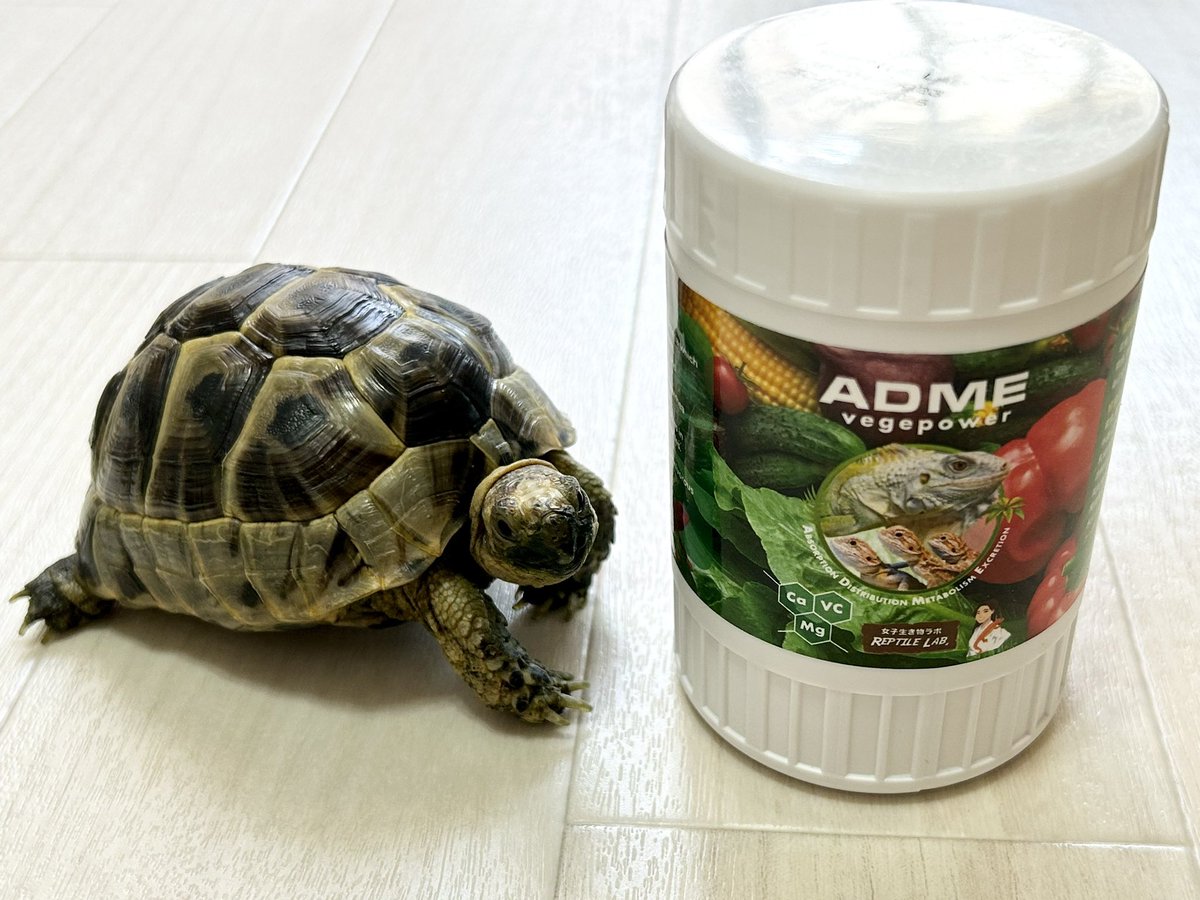 tefuhime's tweet image. ゆきおさん(@reptile_lab )のADMEベジパワー買えました👏
早速今日のご飯に振りかけたら、いつもはカルシウム等のパウダー嫌がるすずちゃんが、すごい食いつきでびっくり！
これで更に健康に育ってほしいなぁ🙏✨
写真撮ってたらパッケージのトマト食べようとしてました🤣
