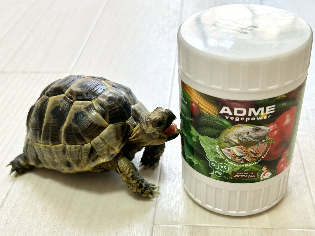 tefuhime's tweet image. ゆきおさん(@reptile_lab )のADMEベジパワー買えました👏
早速今日のご飯に振りかけたら、いつもはカルシウム等のパウダー嫌がるすずちゃんが、すごい食いつきでびっくり！
これで更に健康に育ってほしいなぁ🙏✨
写真撮ってたらパッケージのトマト食べようとしてました🤣