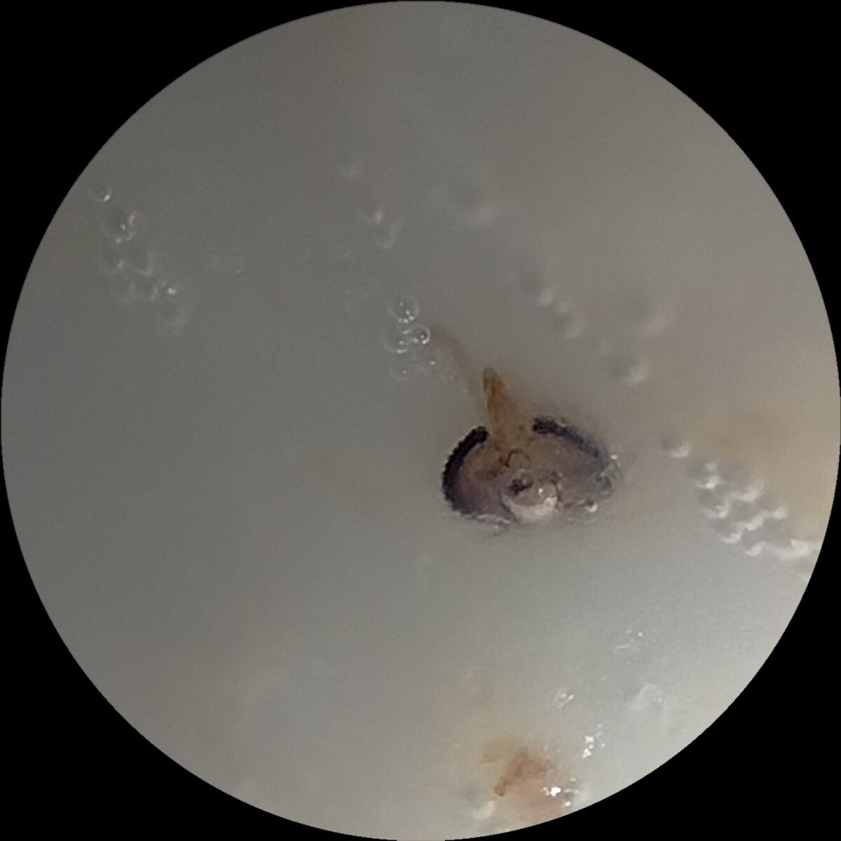 Hiren P Shrimali tweet media