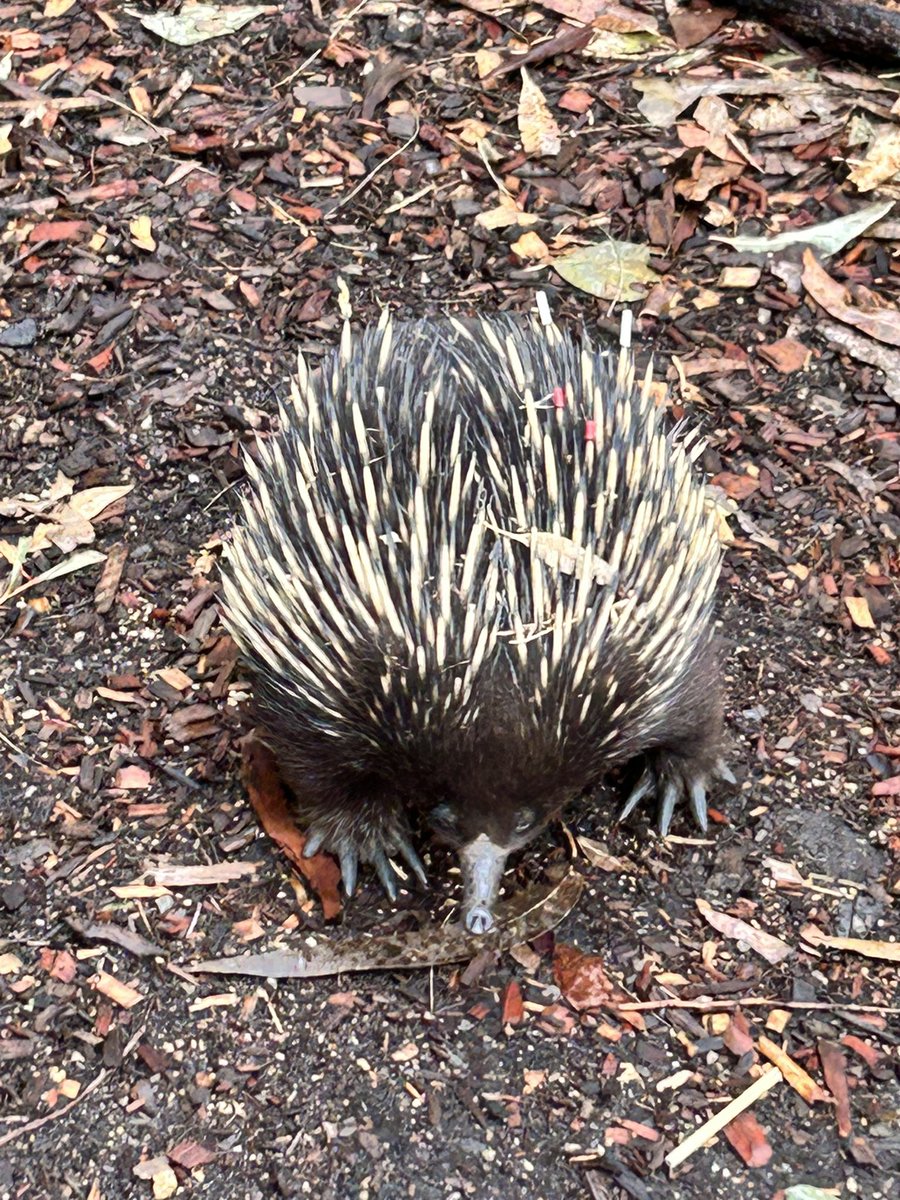 johnqgoh tweet media