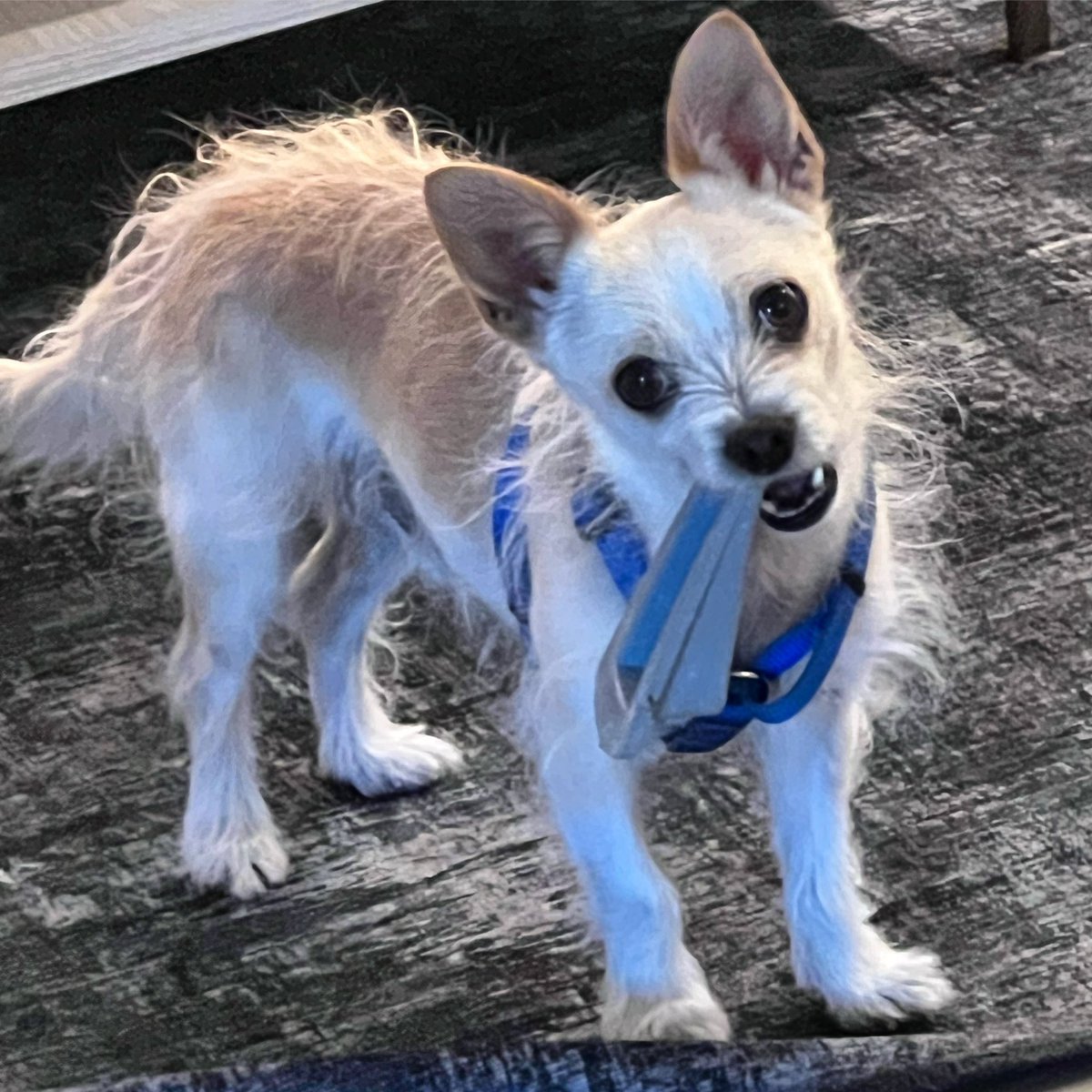 🐶 Dads, why do you get me all those toys when you know all I want is this doorstop?