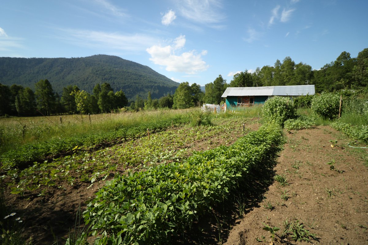 [Nueva publicación]: Desarrollamos un índice para evaluar niveles de agroecología y entender qué procesos socio-ecológicos están influyendo en el manejo de huertas de campesinos y migrantes del sur de los Andes. sciencedirect.com/science/articl… (1/4).