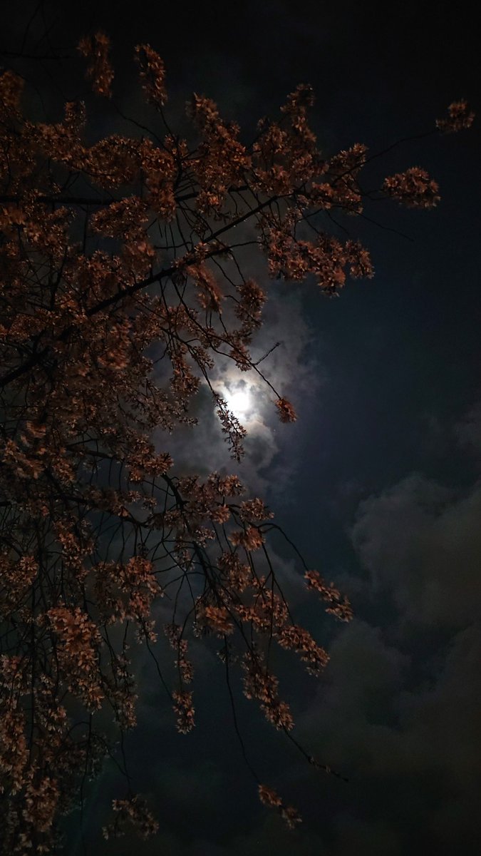 kinohima0824's tweet photo. もし月に日常的に行けるようになったら、そこはもはや地球の一部でしかない。

金色と引き換え��青色を手に入れる未来。

あんてん https://t.co/0gI3ZgQz4e