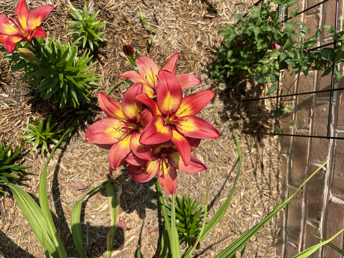 @queen_lindsey21 Here is a picture of a plant