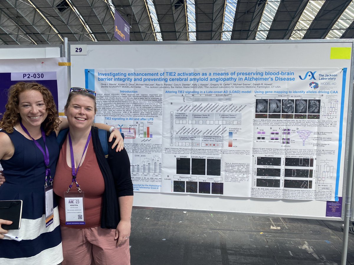 Gareth Howell (@garethhowell10) on Twitter photo Check out AARF grant awardee Olivia Marola <a href="/GHowell_Lab/">Howell Lab</a> <a href="/GHowell_Lab/">Howell Lab</a> <a href="/jacksonlab/">The Jackson Laboratory</a> poster (P2-029) on studying the role of the ANG/TIE2 in vascular health and ADRD using novel mouse models. #AAIC2023 #AAIC23 #EndAlz Check out AARF grant awardee Olivia Marola <a href="/GHowell_Lab/">Howell Lab</a> <a href="/GHowell_Lab/">Howell Lab</a> <a href="/jacksonlab/">The Jackson Laboratory</a> poster (P2-029) on studying the role of the ANG/TIE2 in vascular health and ADRD using novel mouse models. #AAIC2023 #AAIC23 #EndAlz