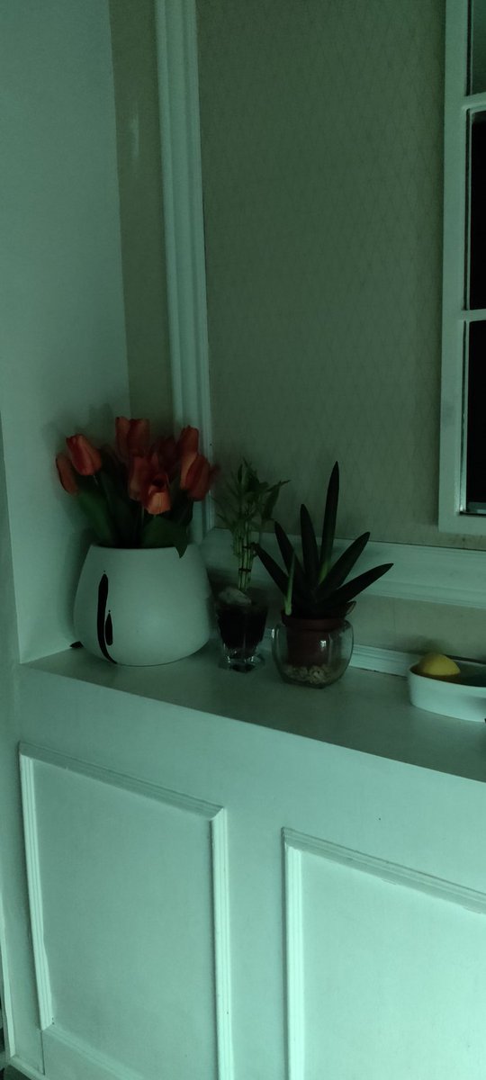 Urtagaurad's tweet photo. Tulips! 🌷
@gphoenixmorato 
#mancavers
#manspacer
#spalover https://t.co/kGOK2zlAa4