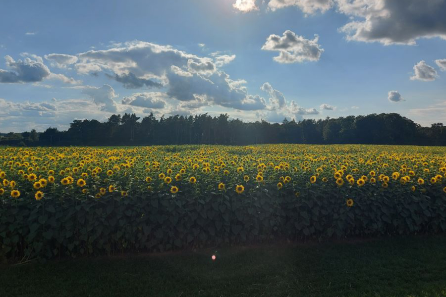 Visit <a href="/rougham_estate/">Rougham Estate</a> for a great family day out
#businesses #Sunflowers #FESTIVAL 
ukdirectormagazines.co.uk/rougham-estate…