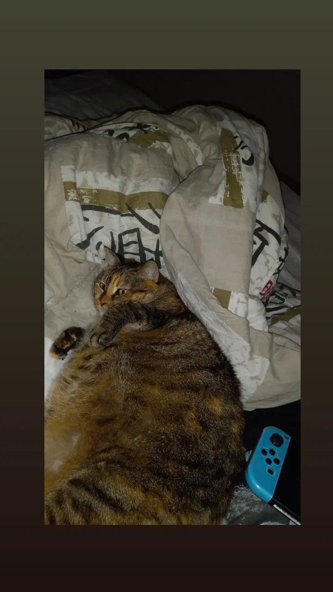 wilma_misuri's tweet photo. Hoy 17.07.2023 
@LaGataDeBiol, muchas personas te conocieron, pero para mi tu eras mi mundo. Tengo tantas cosas que decir acerca de ella. Que no sé ni como comenzar 😭💔
Mi Gente, nuestra amada Gatita de Biol ♡Misuri♡, seguirá en nuestros corazones. 

Te amo Mimi
#lagatadebiol https://t.co/2GGoL6nVjH