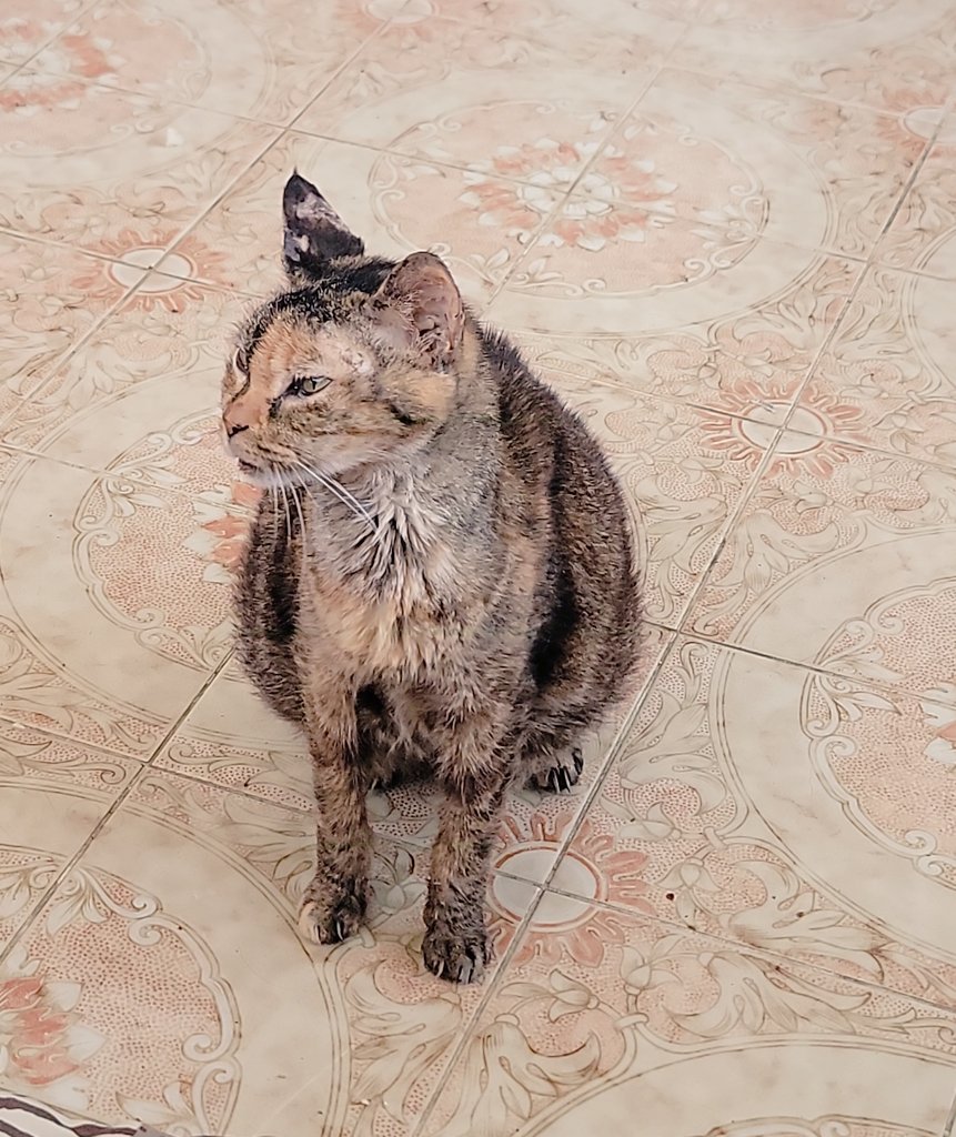 wilma_misuri's tweet photo. Hoy 17.07.2023 
@LaGataDeBiol, muchas personas te conocieron, pero para mi tu eras mi mundo. Tengo tantas cosas que decir acerca de ella. Que no sé ni como comenzar 😭💔
Mi Gente, nuestra amada Gatita de Biol ♡Misuri♡, seguirá en nuestros corazones. 

Te amo Mimi
#lagatadebiol https://t.co/2GGoL6nVjH