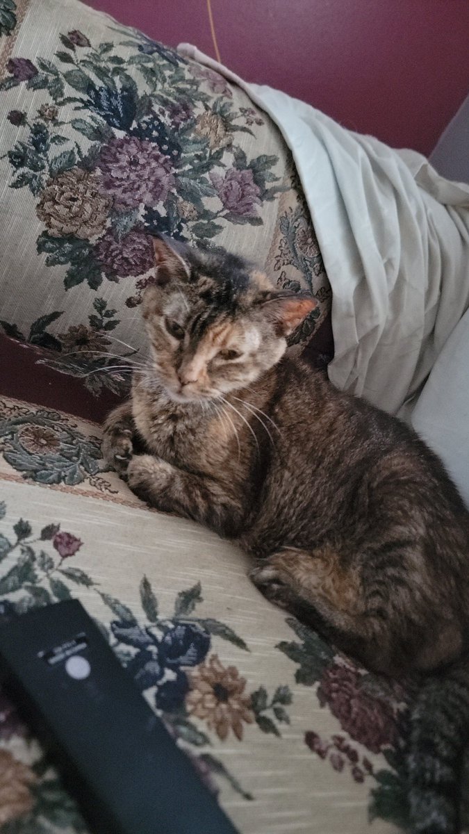 wilma_misuri's tweet photo. Hoy 17.07.2023 
@LaGataDeBiol, muchas personas te conocieron, pero para mi tu eras mi mundo. Tengo tantas cosas que decir acerca de ella. Que no sé ni como comenzar 😭💔
Mi Gente, nuestra amada Gatita de Biol ♡Misuri♡, seguirá en nuestros corazones. 

Te amo Mimi
#lagatadebiol https://t.co/2GGoL6nVjH