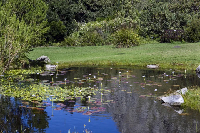 Image from Kirstenbosch Garden - Official (@KirstenboschNBG)
