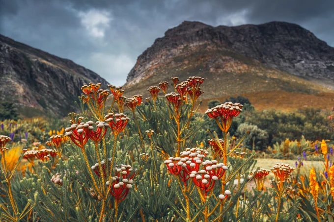 Image from Kirstenbosch Garden - Official (@KirstenboschNBG)