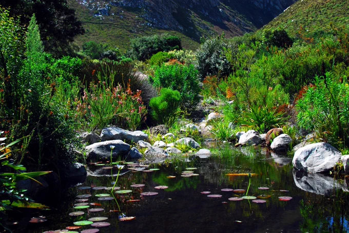 Image from Kirstenbosch Garden - Official (@KirstenboschNBG)