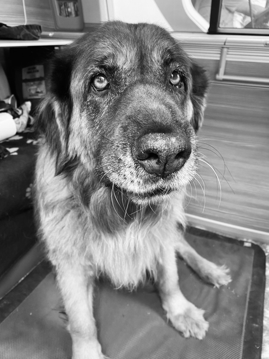 finbuchanan's tweet photo. That disapproving face when you forget to pick up your dogs sausages from the butcher. 
#hungrydog https://t.co/owUYGABjah