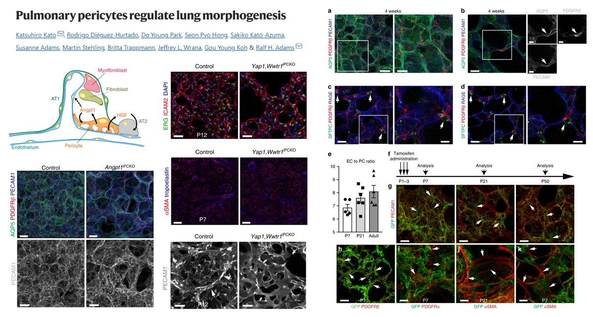 HaoYin20's tweet photo. Landmark revisit
#Pericyte #Alveologenesis
#MatrixStiffness #YAP/TAZ-induced expression of HGF+Angpt1 in PDGFRβ+🫁pericyte⏫postnatal🫁#Angiogenesis #Alveologenesis
Postnatal Y/T KO doesn't impact🫁pericyte, ACTA2+ density
@ralfhadams @NatureComms 2019
https://t.co/WpxwuMwrNK https://t.co/V1ZGm1bCfL