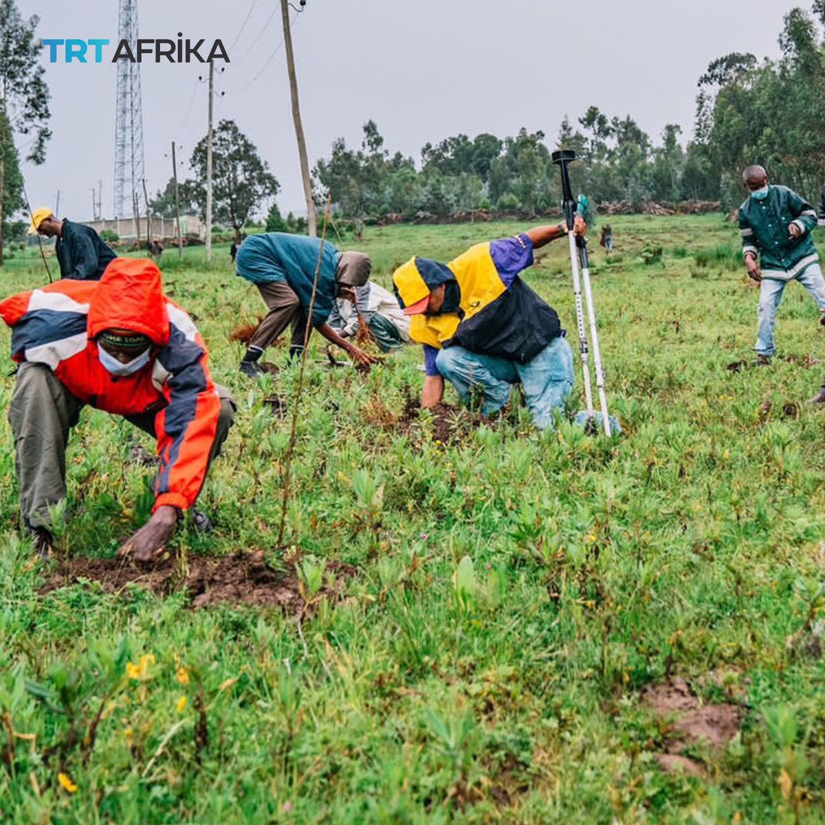 L’Éthiopie plante 500 millions d’arbres pour battre le record du monde du plus grand exercice de plantation d’arbres en une journée