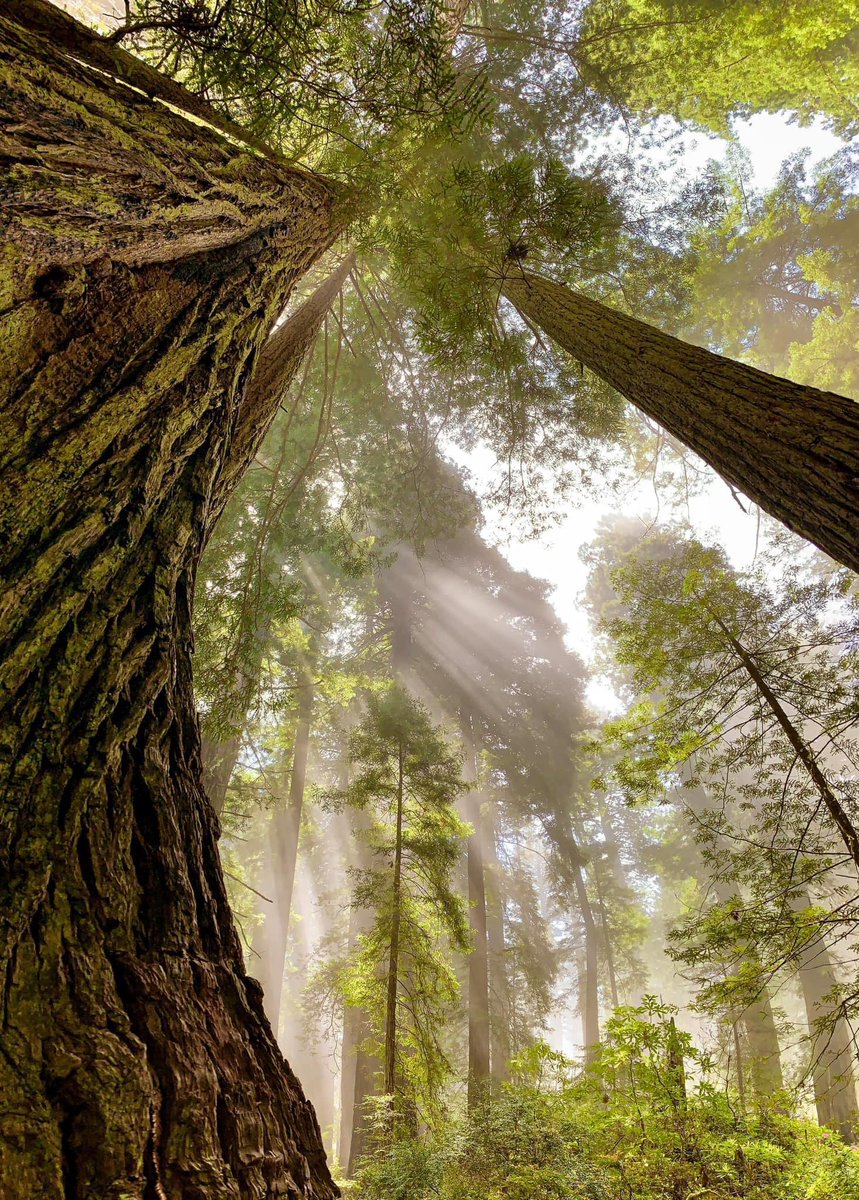 🌳 "Mãe Natureza ..." 🌱
📸 Desconhecido