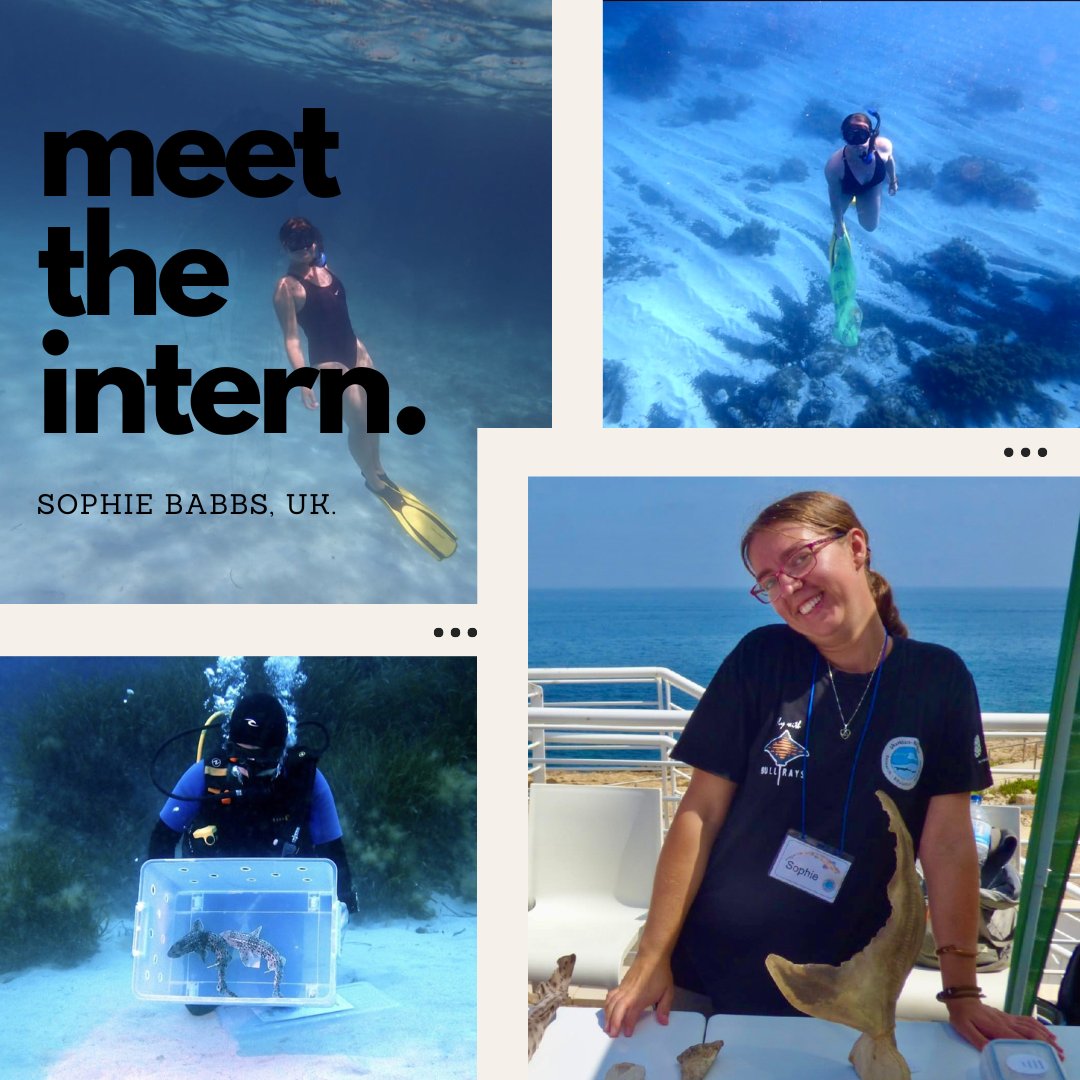 Meet our intern Sophie Babbs from Norfolk, UK! With a background in Zoology and Marine Bio, Sophie is at the heart of Sharklab having interned for 9 months so far! She is a divemaster and integral part of our education team, but her passion is for Bull Ray surveys and research!