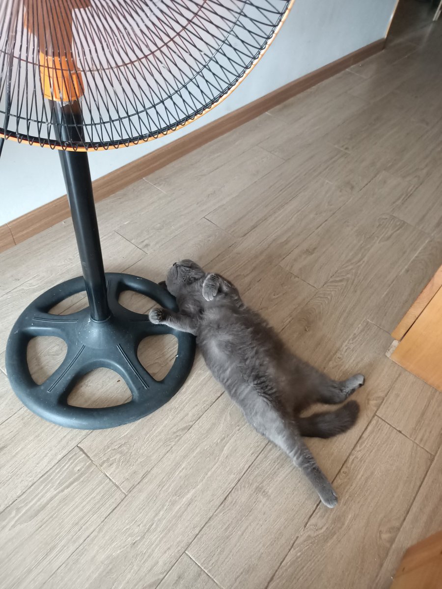 kesh_kris's tweet photo. @ArtGogolev Желал всегда кота, но это ответственность, и у меня частые переезды. Но сегодня ночью залез вот этот вот это! https://t.co/kFCyndZMH4