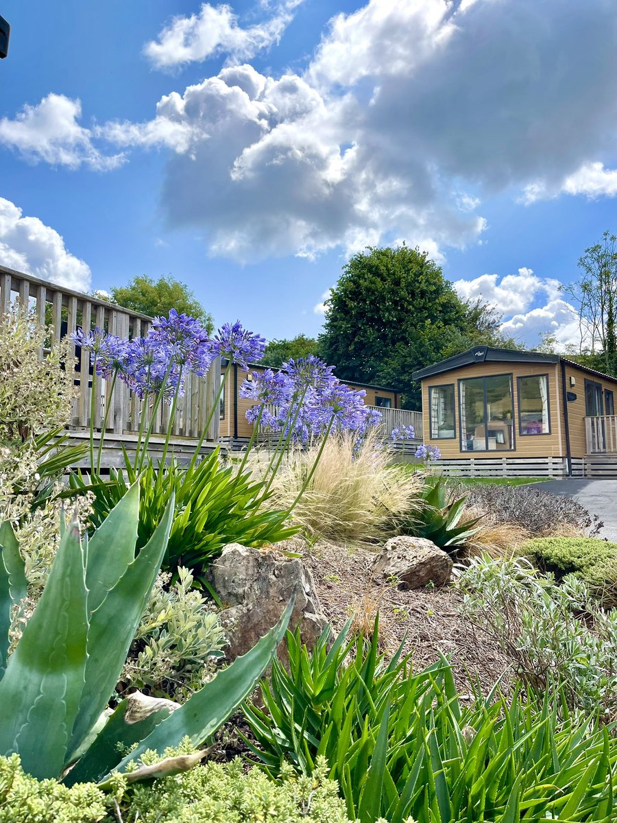 The sun is shining, the flowers are blooming and the bees are buzzing at Whitehill Country Park this morning!☀️🌸🐝