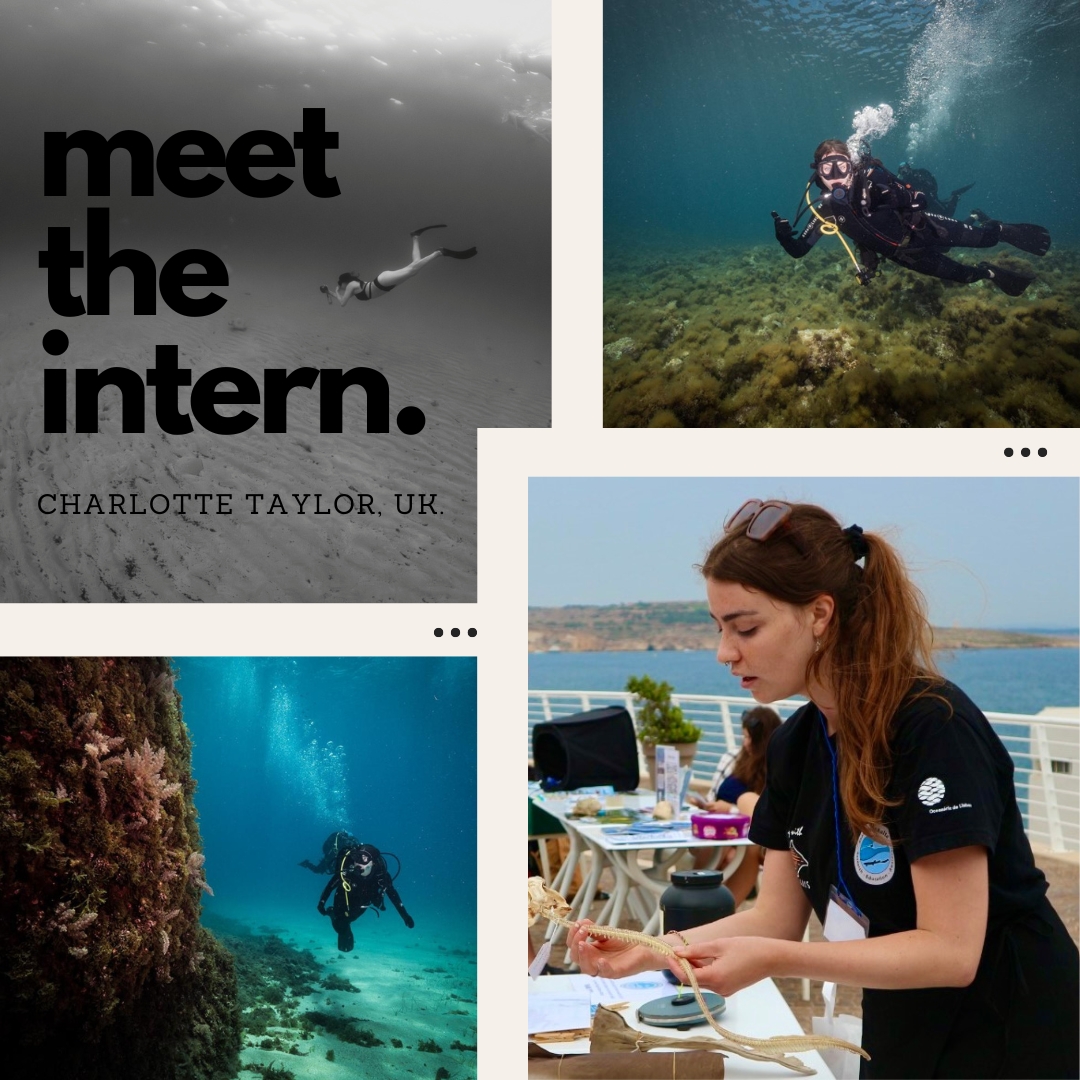 Meet our intern Charlotte! Having completed her Masters in Marine Ecology, she joined the team in March to study the sharks of the Mediterranean. She is focused on raising awareness and collecting and analysing fisheries data. Her current favourite shark is the Longnose Spurdog!