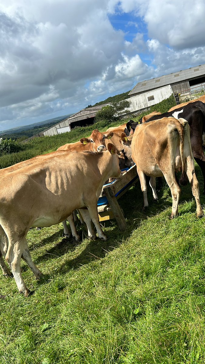 Bulling heifers #homemix #jerseycows #bringthefarmbacktolife