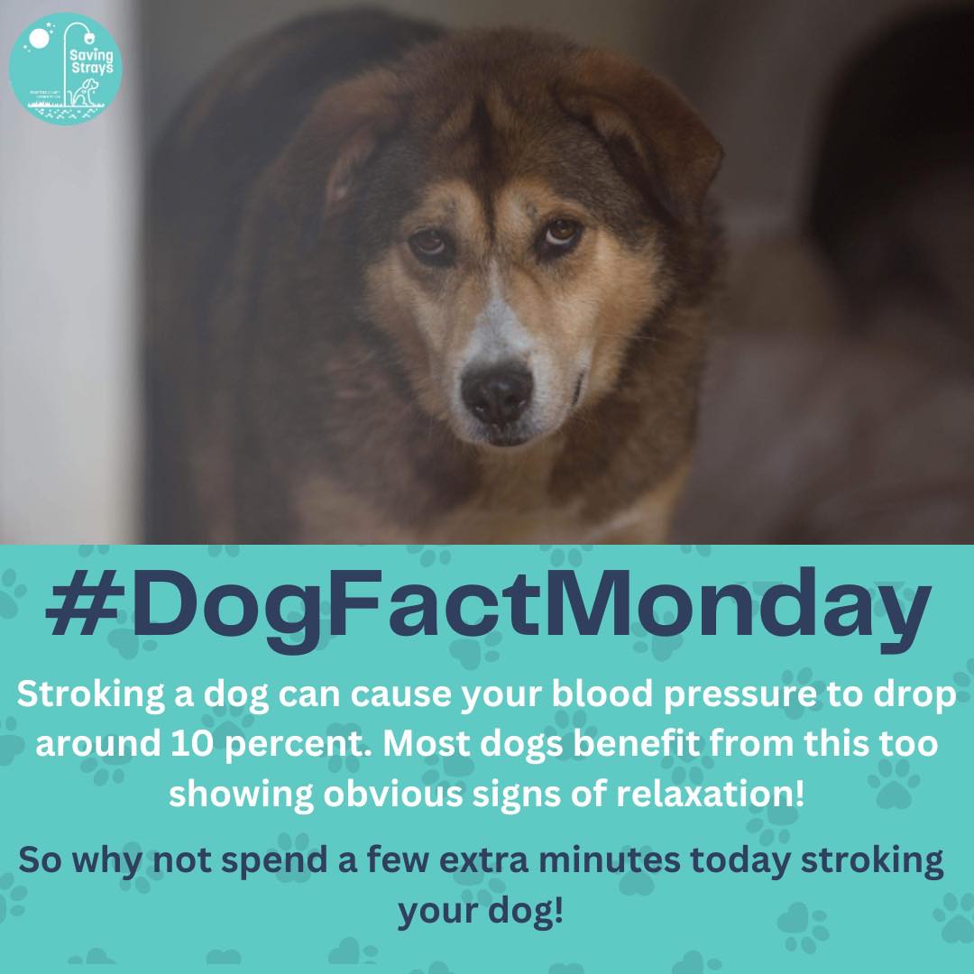SavingStraysUK's tweet photo. Did you know this cool fact ?

Why not spend a few extra minutes 
stroking your dog today 😄🐾 

#dogfactmonday #dogfacts #rescuedogs #dogsuk https://t.co/xbNT7mkfRD