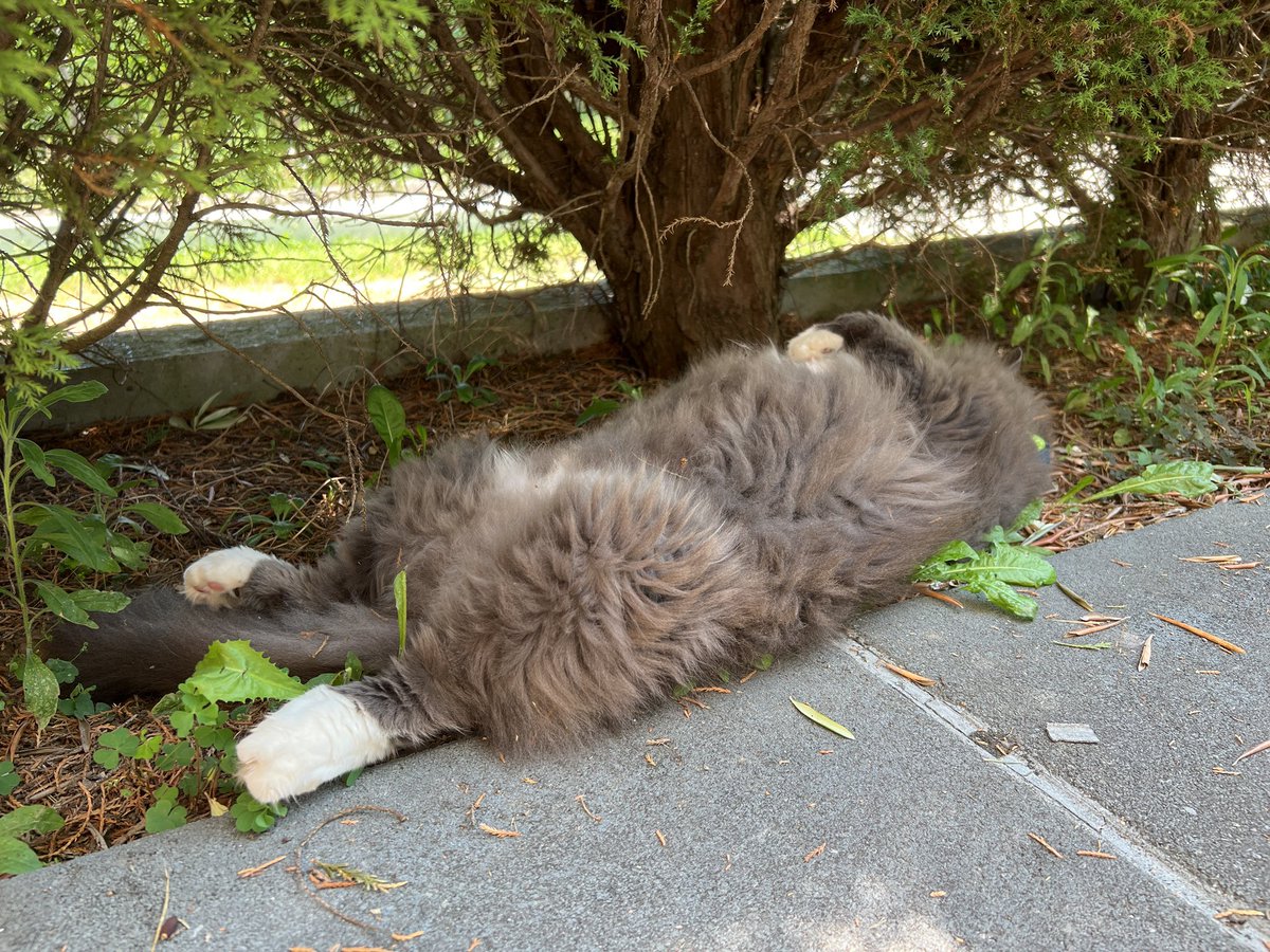 Damianus de Renzach tweet media