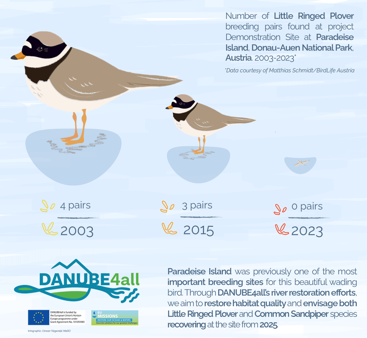 😢Data from @BirdLifeAustria & our partners at DANUBEPARKS shows an absence of breeding pairs of Little Ringed Plover from our project site in Donau-Auen National Park this year 🥰 Read how #Danube4all efforts will work to restore this important habitat💙👉wix.to/DXN8ZVK