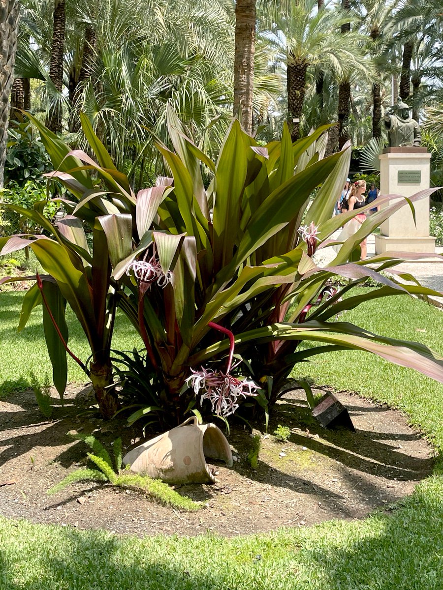 HuertodelCura's tweet photo. En esta época del año el Crinum nos regala el aroma de sus flores, dulce y agradable. Se trata de una planta bulbosa perteneciente a la familia Amaryllidaceae con vistosas flores parecidas a las de los lirios.
#huertodelcura #elche #crinum #flores #krinon #julio #plantabulbosa https://t.co/1kTrdhGH54