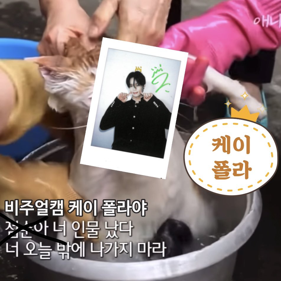 yuminokkun's tweet photo. @MnetKR 어? 뭐야 아이~ (앤랑이 가득 담긴 언어) ! 
앤팀 케이 폴라를 위해 계속 비주얼캠 스밍하고 있었는데 켕치겠다 진짜! 
앤팀이 드디어 비주얼캠과 만나다니... 기분케째져서구독 좋아요 알림설정 전부 못참겠다!!!! 
💚 #비주얼캠_andTEAM 💚 https://t.co/dfGADYgGz9
