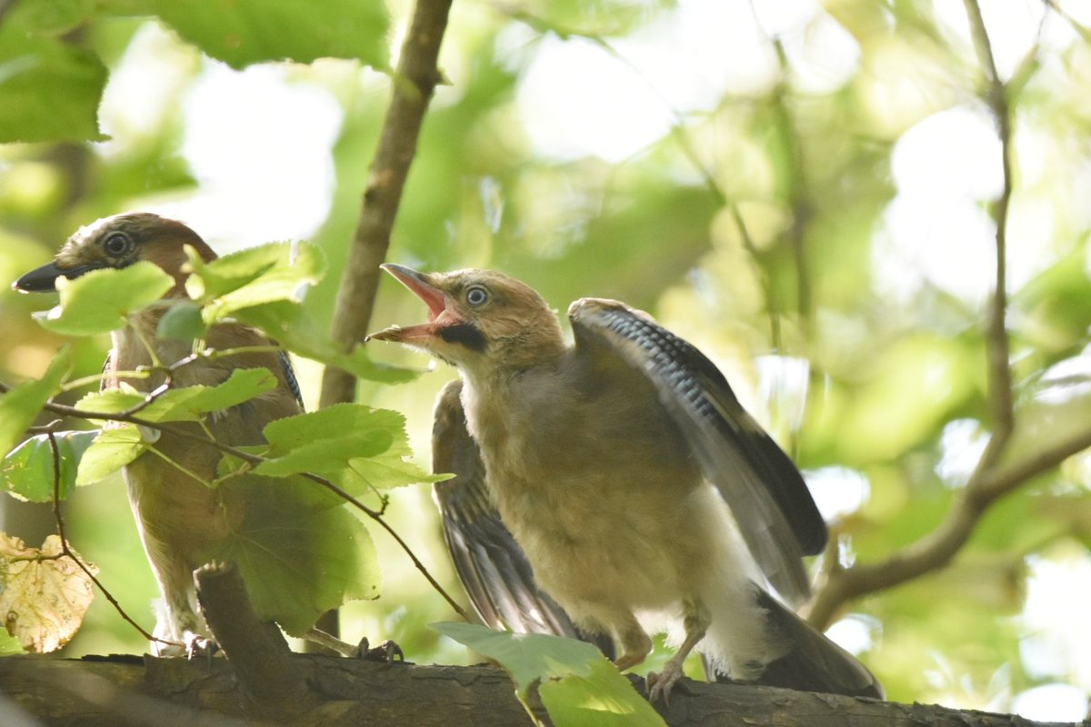 kurna_borek tweet media