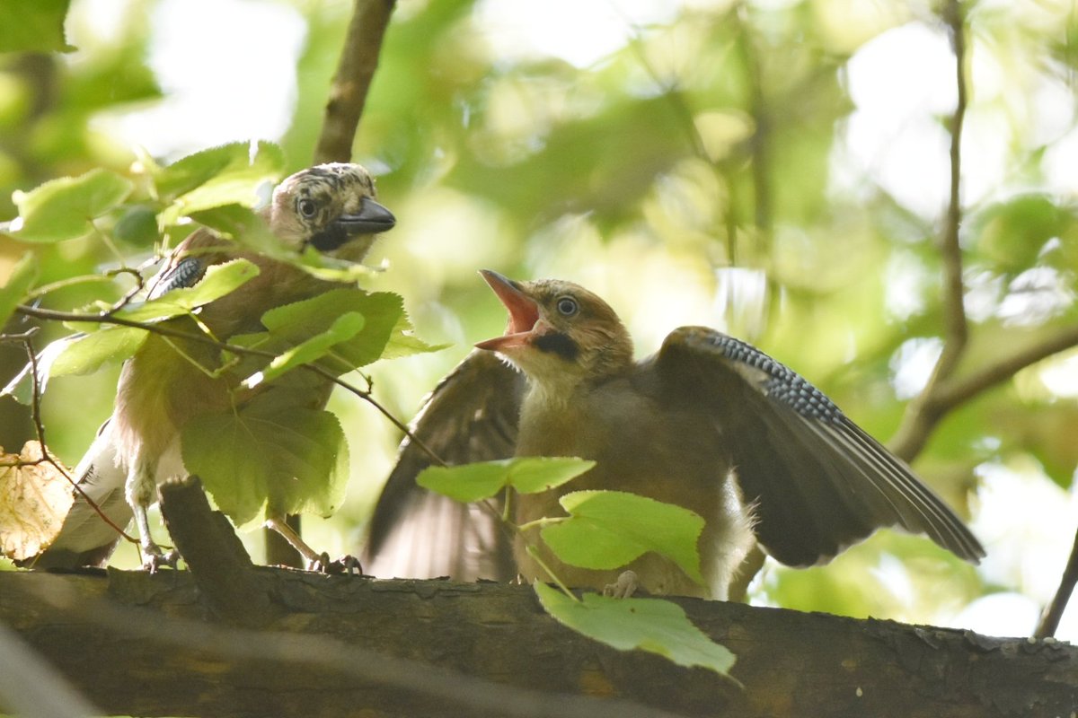kurna_borek tweet media