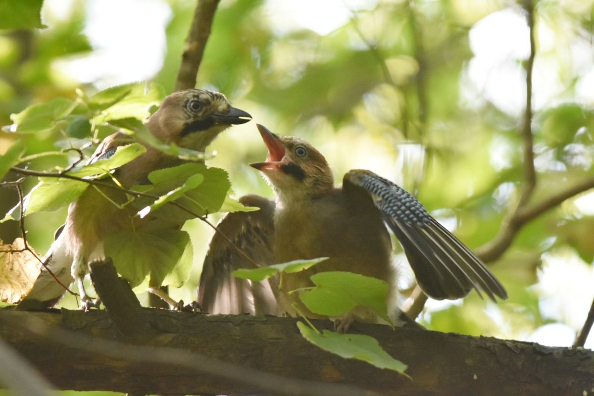 kurna_borek tweet media
