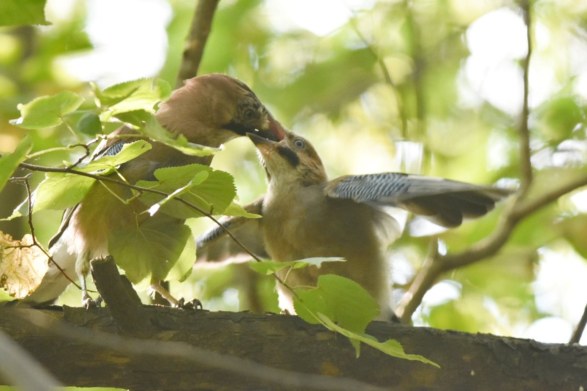 kurna_borek tweet media